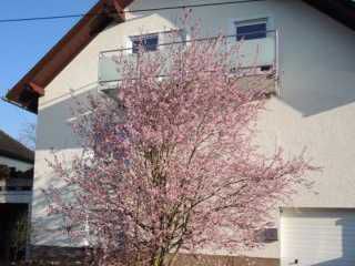 Ferienwohnung Heidenrod Springen Ferienwohnung Slomka - Springen Bild 1